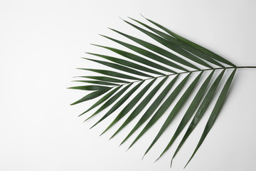 Obraz premium Leaf of tropical palm tree on white background, top view