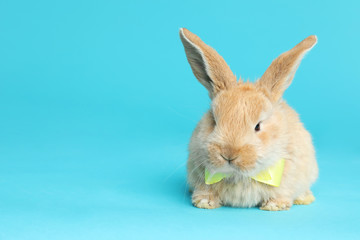 Adorable furry Easter bunny with cute bow tie on color background, space for text