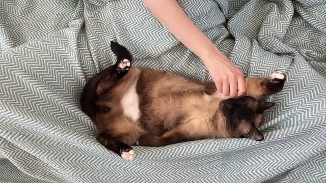 young woman petting a cat in bed