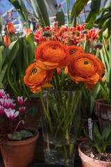 Flowers Asian Buttercup Ranunculus. Beautiful bouquet of orange Ranunculus