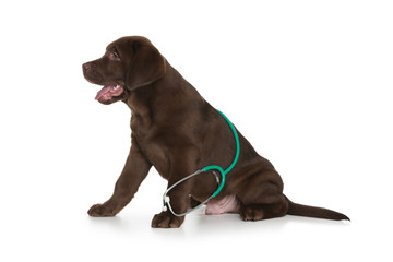 Cute dog with stethoscope as veterinarian on white background