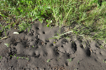 Large and wide anthill in the ground in the home garden next to the grass