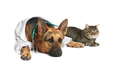 Obraz premium Cute dog in uniform with stethoscope as veterinarian and cat on white background