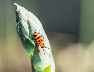 Spotted asparagus beetle on the asparagus sprout top.