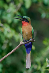 Red-throated bee-eater (Merops bulocki)