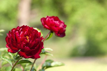 Two purple  peonies in the garden on green background