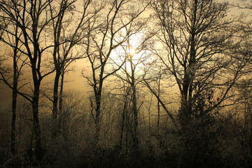 Winterlandschaft im Odenwald