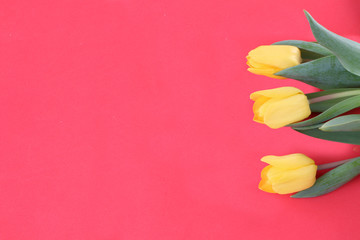 Close-up - yellow tulip on a red background