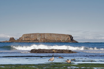 Geese on the beach in the pacific northwest