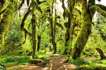 Photo sur Plexiglas Salle Chemin à travers les arbres couverts de mousse dans la forêt tropicale de Hoh, Olympic National Park, Washington, USA