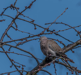 Turtle dove on cherry tree in spring blue day