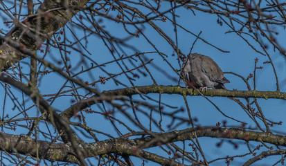 Turtle dove on cherry tree in spring blue day
