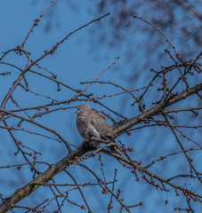 Turtle dove on cherry tree in spring blue day