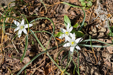 White spring bloom of Ornithogalum umbellatum (star of Bethlehem, grass lily, nap at noon, eleven o clock lady).