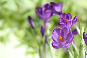 Beautiful spring crocus flowers on blurred background, space for text