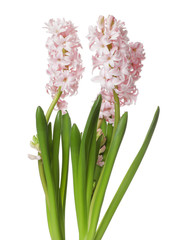 Beautiful spring hyacinth flowers isolated on white