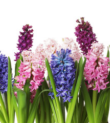 Beautiful spring hyacinth flowers on white background