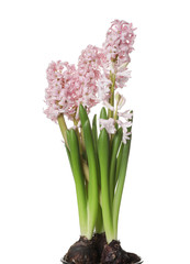 Beautiful spring hyacinth flowers isolated on white