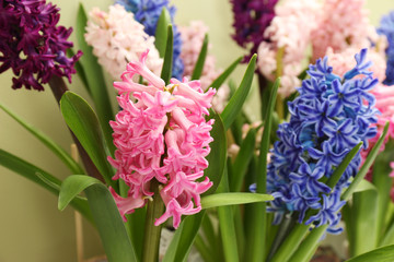 Obraz premium Beautiful spring hyacinth flowers with green leaves, closeup
