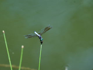 dragonfly in flight