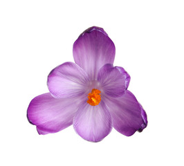 Fototapeta na wymiar Beautiful spring crocus flower isolated on white