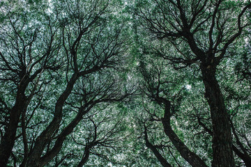 Crack willow abstract crone