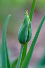 Makroaufnahme einer Knospe einer grünen Tulpe mit Bokeh Hintergrund
