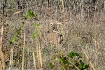 Deer Visiting Backyard Green Field in Residential Area