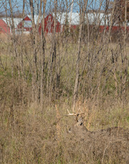 Deer Visiting Backyard Green Field in Residential Area