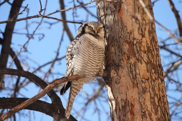 owl on the tree
