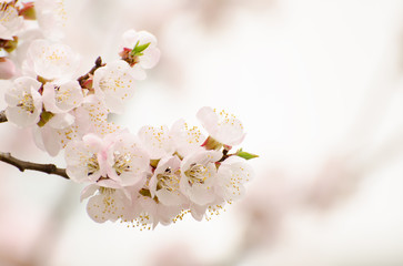 Apricot blooming in the garden. Beautiful spring seasonal background good for greeting card, wedding invitation, web.