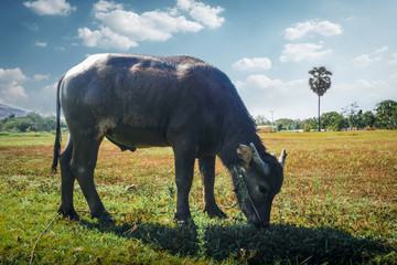 Buffalo on the grass