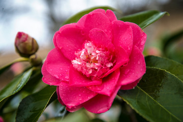 Beautiful purple camellia flower with raindrops close up
