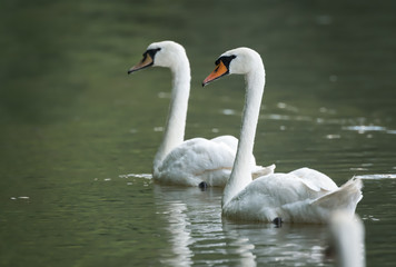 Zwei Schwäne schwimmen synchron im Wasser davon 