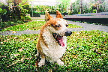 Corgi dogs relax in the garden