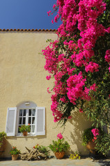 Fototapeta na wymiar greek architecture, red bougainvillea blossom, Greece holidays