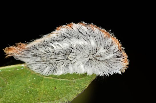 Flannel moth caterpillar (Megalopyge opercularis) on a leaf with a black background. Taken at night in Houston, TX. These caterpillars have venomous spines under their hair.