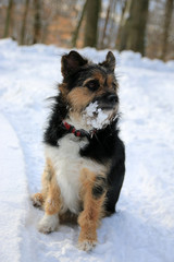 Terrier im Schnee