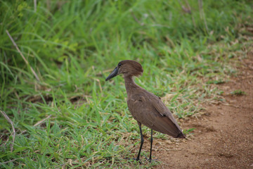 brown bird walks on the ground