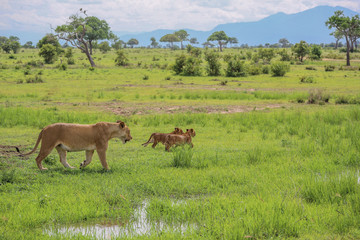 lioness with a lion cub drinking water