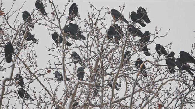 Group of crows on the tree at winter blizzard