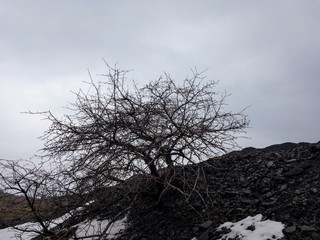 dead tree on the black hill