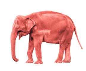 Pink or coral Elephant isolated full length