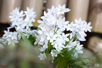 Weiße Scilla im Garten, Nahaufnahme