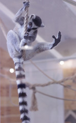 Madagascar gray-black lemur hangs on a thick rope and stretches its paw forward. Lemur Games © Julia