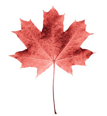 Pink or colar maple leaf isolated white background. Beautiful autumn maple leaf isolated on white. Fall leaf