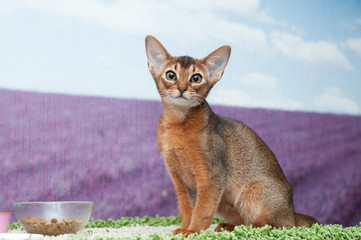 Little Abyssinian kitten in front of a bowl of food looks at the camera