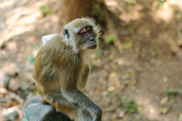 Asia monkey wildlife