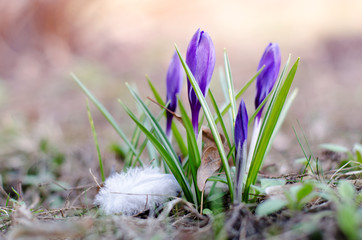 Beautiful violet crocus family. Wildflower growing in botanical garden. Good for seasonal wallpaper...
