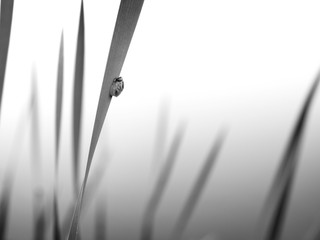 Little snail on blade of wild grass